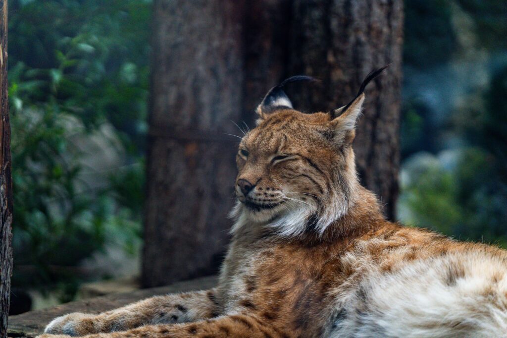 El refugio del lince ibérico en Sierra Morena: demografía, fragmentación y conservación en los montes de Jaén