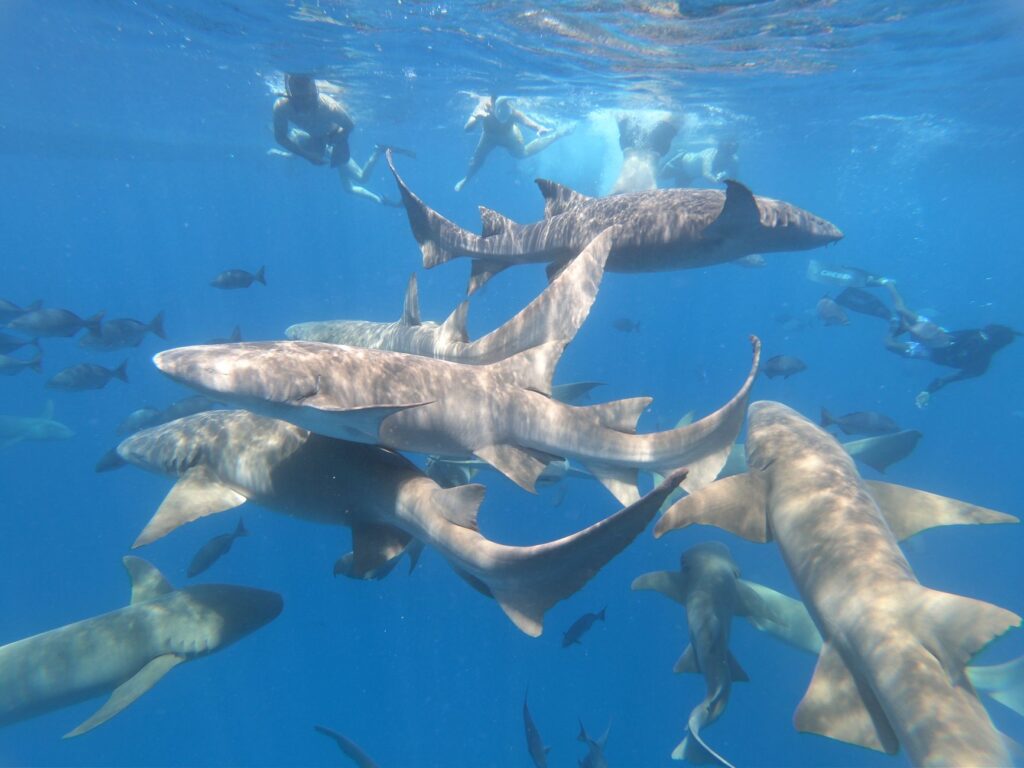 El refugio del tiburón ballena en la Bahía de Cenderawasih: oceanografía, afloramientos y conservación en Papúa Occidental