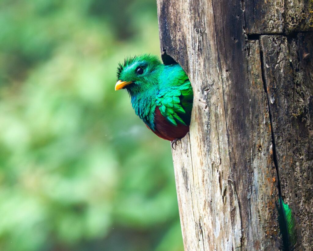 El laberinto de los bosques nubosos: cómo la movilidad comunitaria y los senderos aéreos transforman el transporte en Monteverde