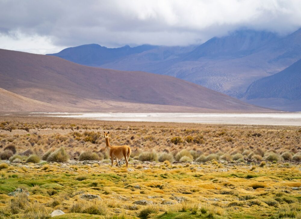 El Ferrocarril del Altiplano y la Ruta del Estaño: Ingeniería andina, logística minera y conectividad ferroviaria histórica entre Oruro y Antofagasta