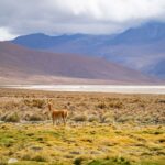 El Ferrocarril del Altiplano y la Ruta del Estaño: Ingeniería andina, logística minera y conectividad ferroviaria histórica entre Oruro y Antofagasta