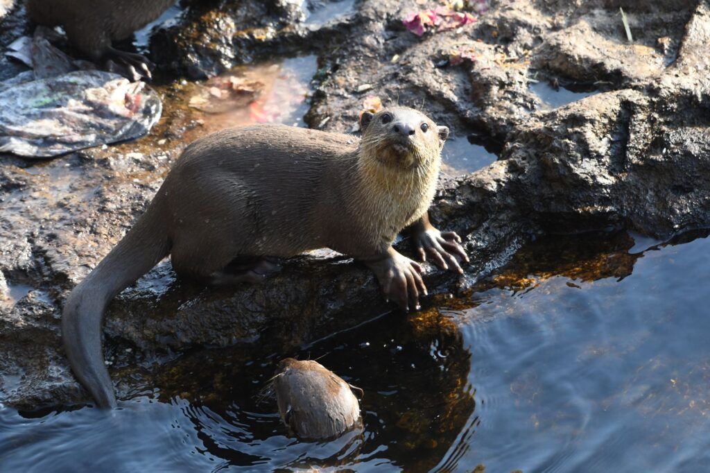 El Refugio de la Nutria Gigante en el Pantanal: Ecología de los Ríos de Inundación y Conservación en el Humedal Sudamericano