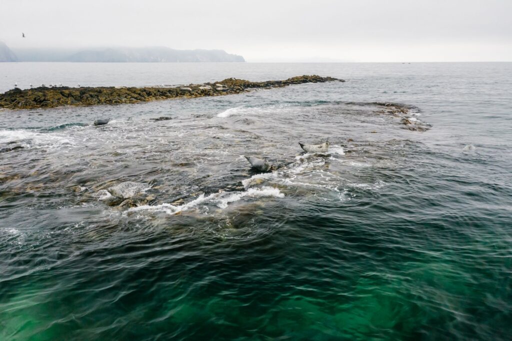 El Refugio de la Foca Monje en las Islas Desertas: Oceanografía, Cuevas Marinas y Conservación en el Atlántico Norte