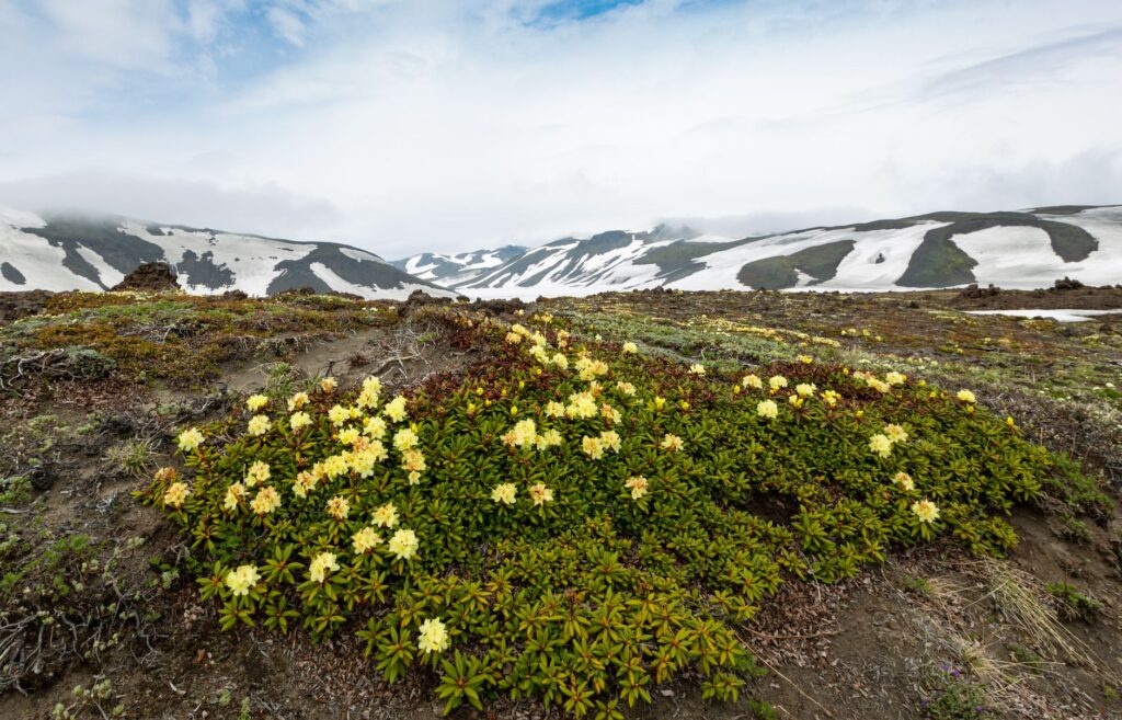 El Dominio Silencioso de Jotunheimen: Geología Glaciar, Alta Ruta y Sostenibilidad en el Techo de Noruega