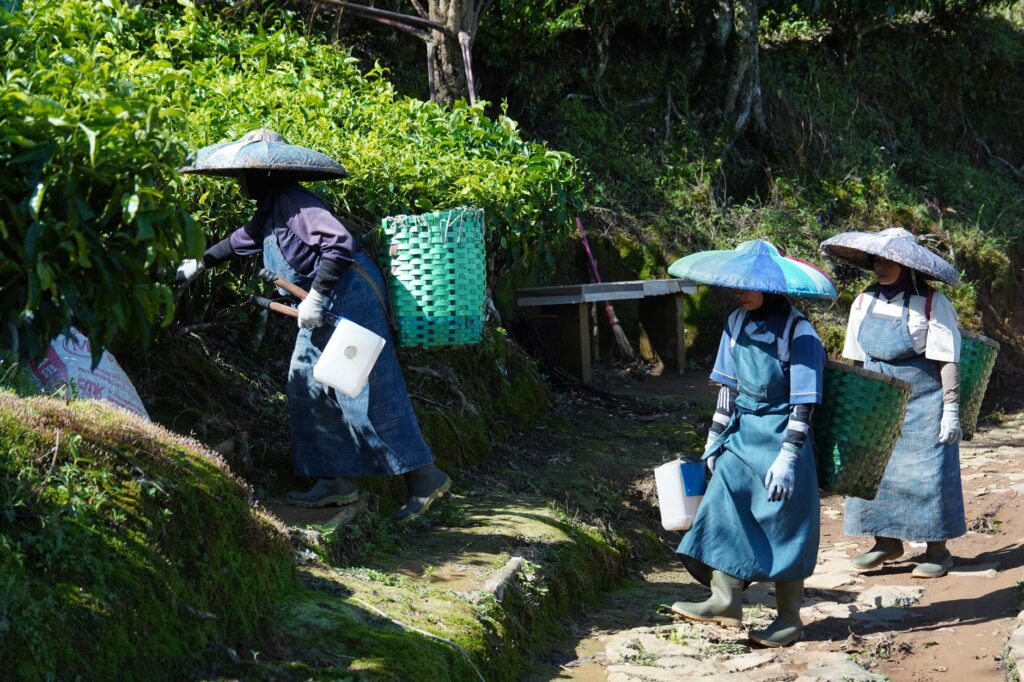 El silencio milenario de los caminos del té en Oolong: ingeniería de bancales y arquitectura de niebla en las montañas de Taiwán