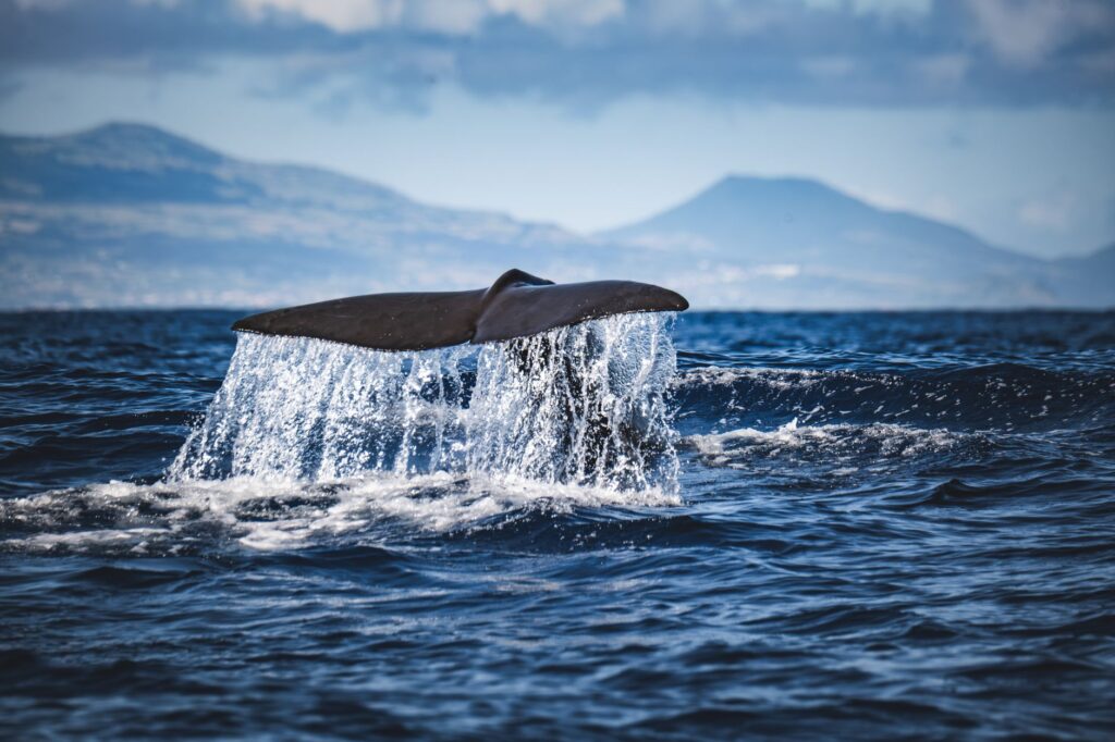Navegación en el archipiélago de las Azores: Guía de expedición marítima y travesía atlántica entre islas volcánicas