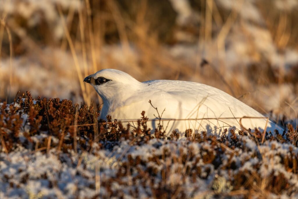 El refugio de la perdiz nival en los pedregales de Sierra Nevada: biología alpina y conservación en las cumbres béticas