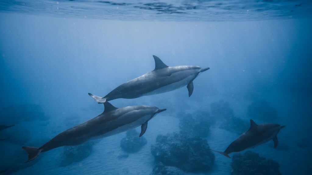 Estas son las fotografías del océano más impactantes del año
