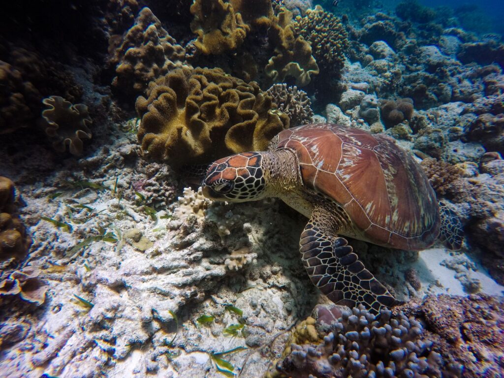 El Archipiélago de Fernando de Noronha: Ecosistema Marino, Sostenibilidad y Conservación en el Atlántico Brasileño