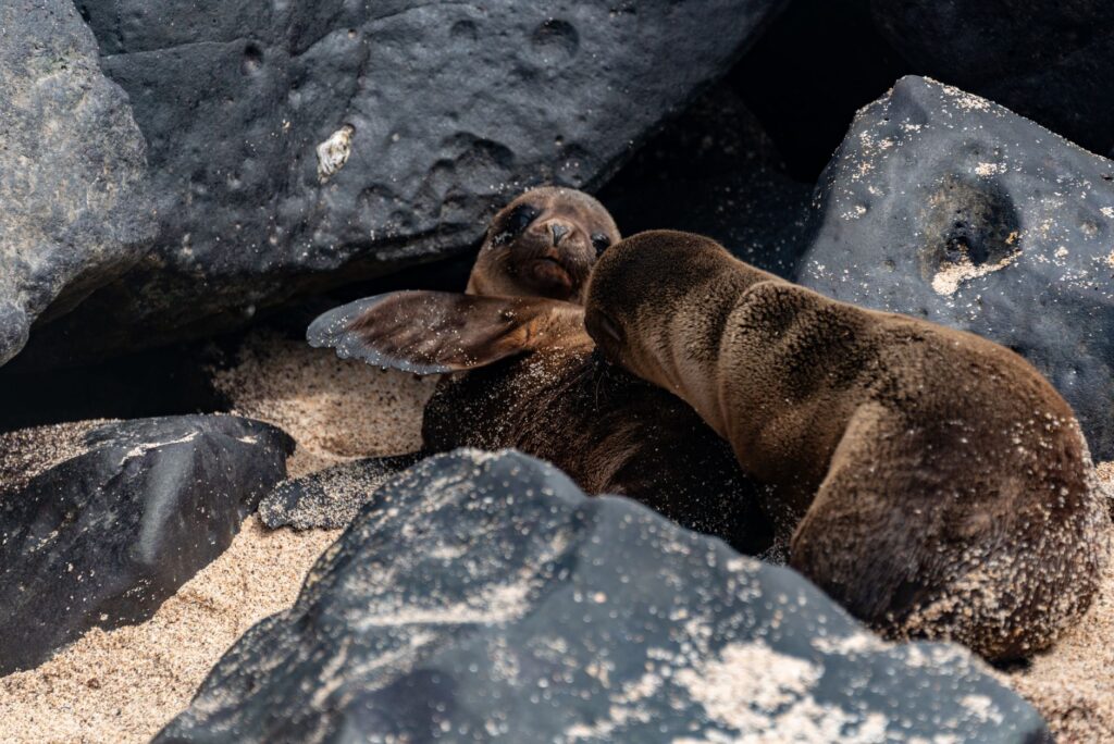 El refugio de la foca monje en las islas Desertas: oceanografía, corrientes atlánticas y conservación en los abismos macaronésicos