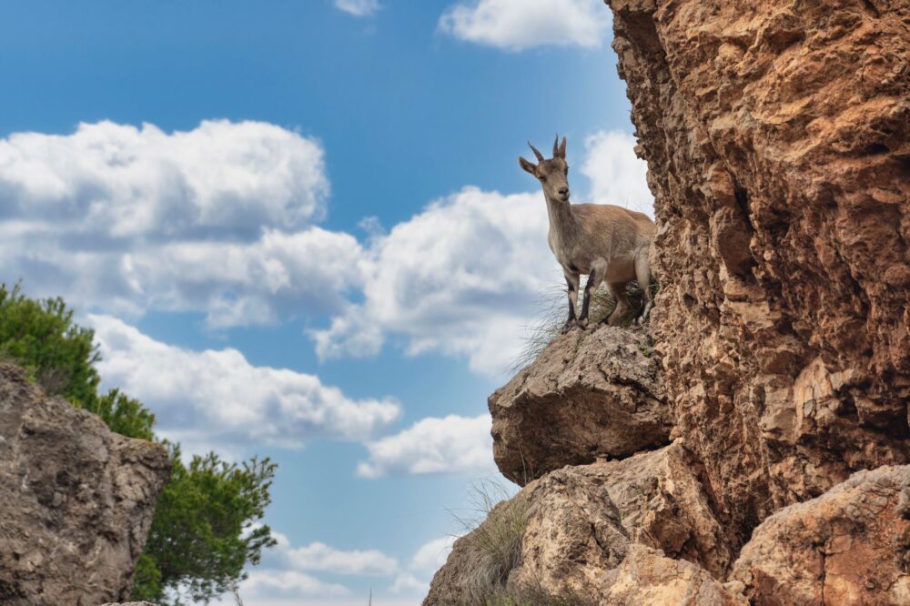 El Refugio de la Gacela de los Acantilados en los Montes Simien: Biología, Corredores Rupícolas y Conservación en el Techo de África