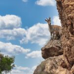 El Refugio de la Gacela de los Acantilados en los Montes Simien: Biología, Corredores Rupícolas y Conservación en el Techo de África
