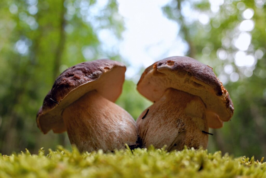 El secreto de la piedra y el hongo: la cultura forestal y el mercado central de Soria como templos del micoturismo
