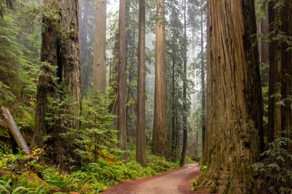 Pedalear por la Costa Norte de California: Entre Secoyas Gigantes, Playas Salvajes y el Renacimiento del Río Klamath