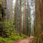 Pedalear por la Costa Norte de California: Entre Secoyas Gigantes, Playas Salvajes y el Renacimiento del Río Klamath