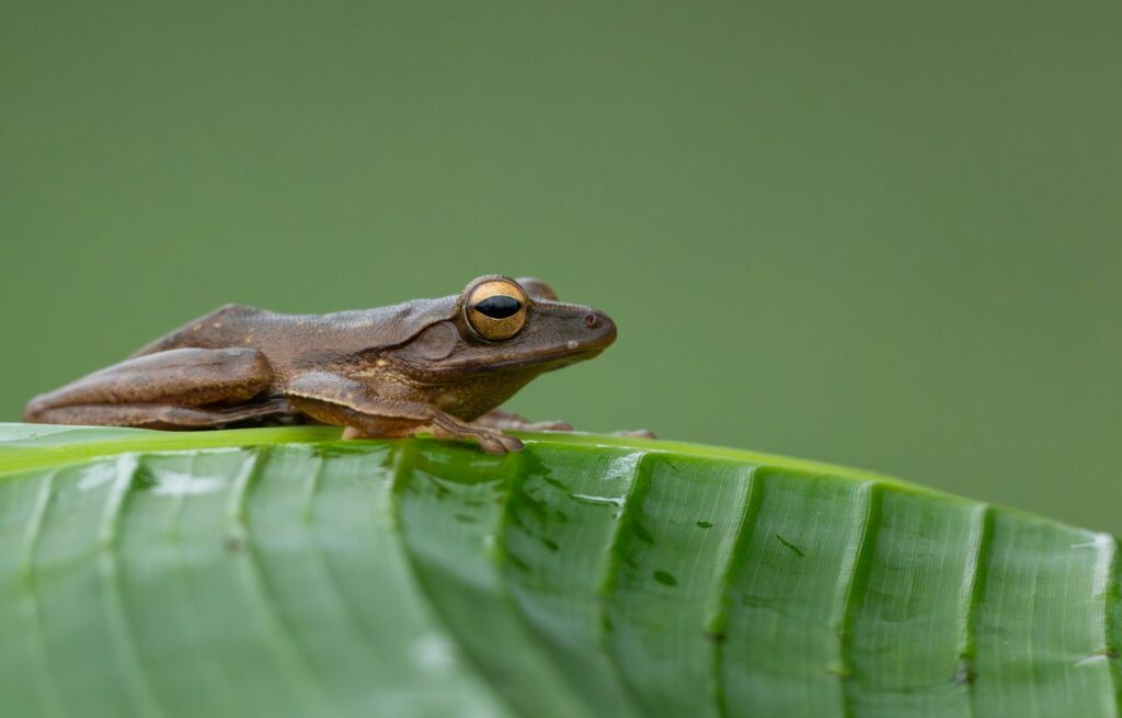 El latido verde de la Selva Valdiviana: biogeografía, endemismo y conservación en el refugio templado de Sudamérica