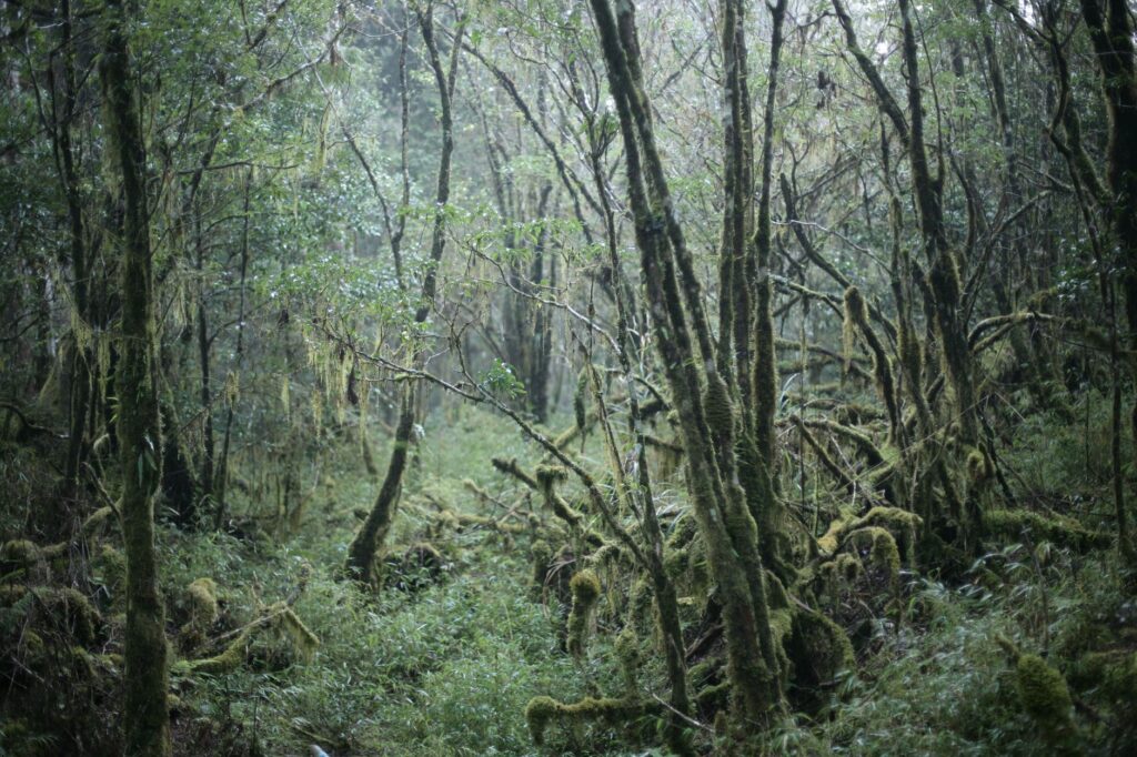 El refugio del urogallo pirenaico en el valle de Arán: biología, fragmentación forestal y conservación en los bosques de alta montaña