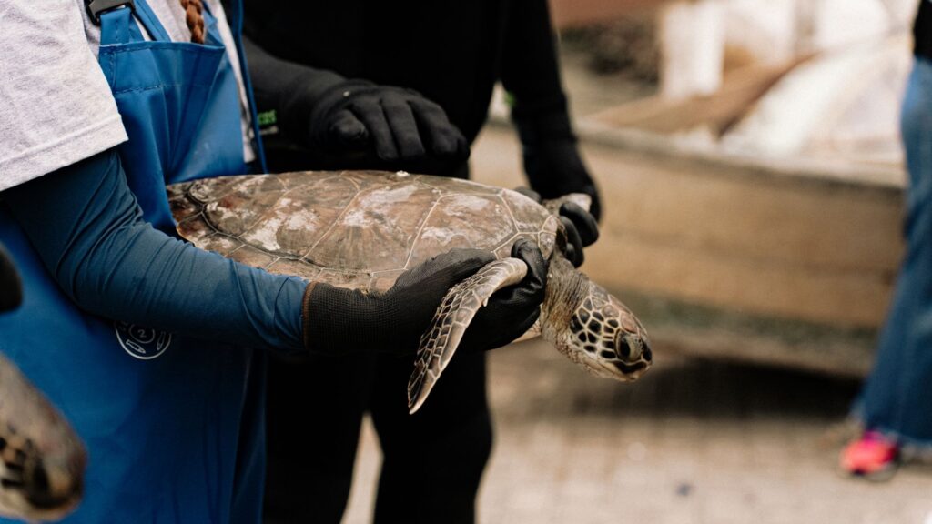 El refugio de la tortuga laúd en la costa de Michoacán: oceanografía, corrientes costeras y conservación en las playas de Mexiquillo