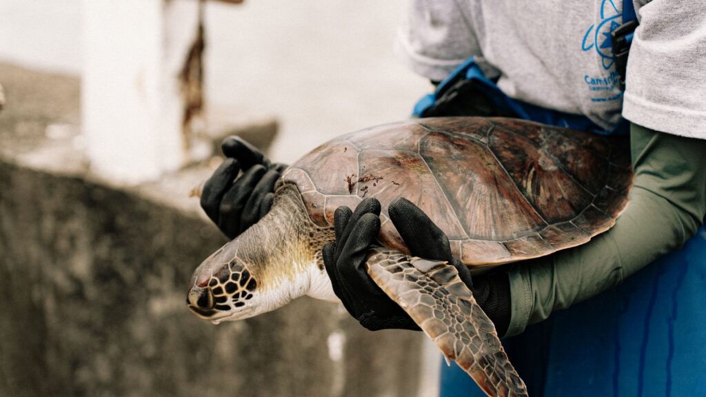 El refugio de la tortuga laúd en la costa de Michoacán: oceanografía, corrientes costeras y conservación en las playas de Mexiquillo