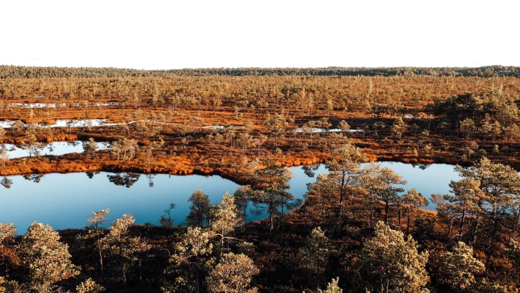 El laberinto de las turberas altas: cómo la restauración ecológica y el ecoturismo fluvial transforman el transporte en los páramos de Irlanda