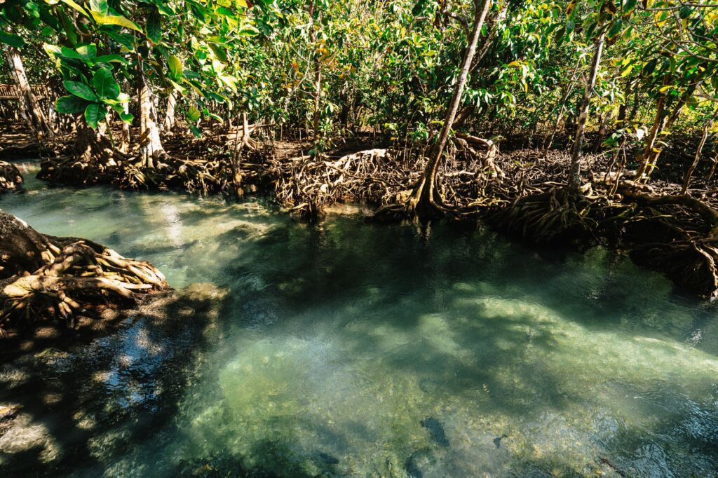 El latido meridional del archipiélago de las Bisagos: Canales de bajamar, piraguas de tronco y la conectividad insular de Guinea-Bisáu