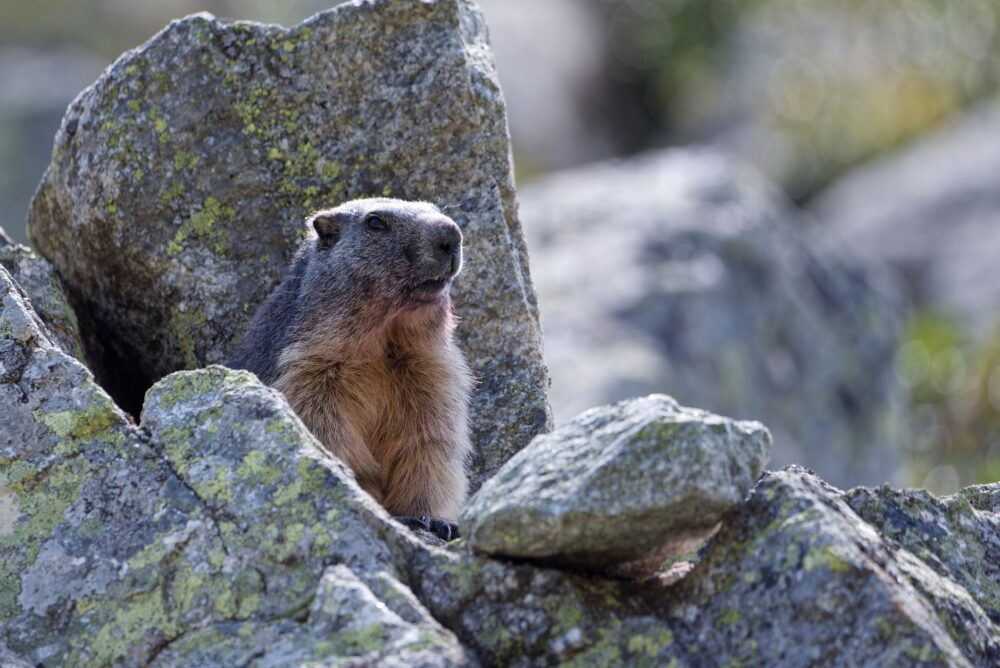 El Reino de las Marmotas y el Granito: Geología y Sostenibilidad en el Parque Nacional de la Vanoise