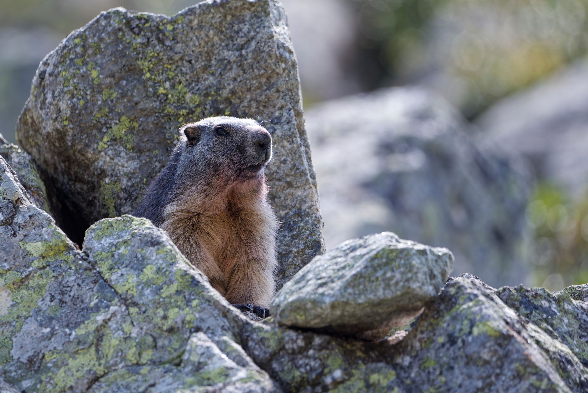 El Reino de las Marmotas y el Granito: Geología y Sostenibilidad en el Parque Nacional de la Vanoise