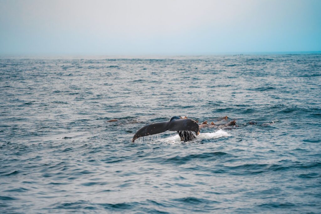 ¿Puede un archipiélago atlántico reinventar su movilidad sin perder el compás de sus mareas?