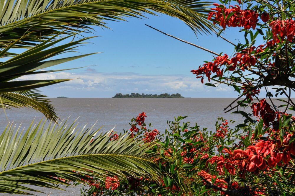 El refugio del delfín rosado en la Reserva Nacional Pacaya Samiria: ecología fluvial y conservación en la Amazonía peruana