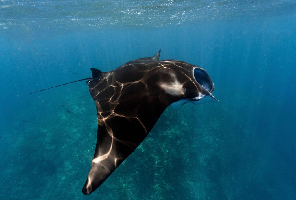 El refugio de los corales negros en el archipiélago de Revillagigedo: oceanografía profunda y conservación en los abismos del Pacífico mexicano