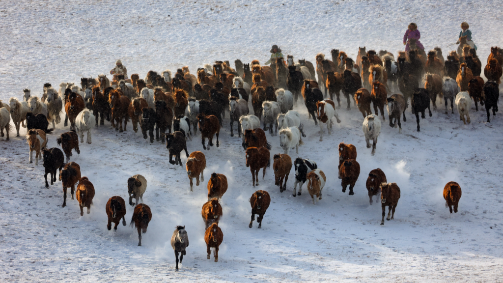 La Migración del Berrendo en el Gran Ecosistema de Yellowstone: Resiliencia y Conservación en la Frontera de Wyoming