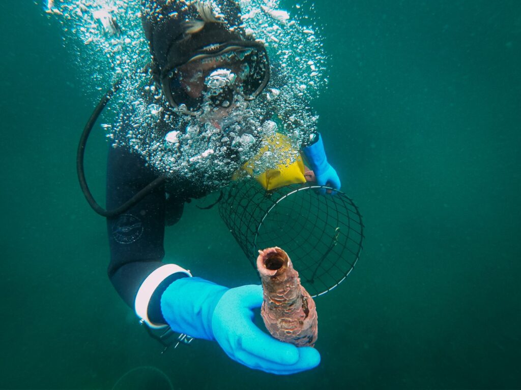 El refugio de la vaquita marina en el Alto Golfo de California: oceanografía, redes de enmalle y conservación en las aguas de Baja California