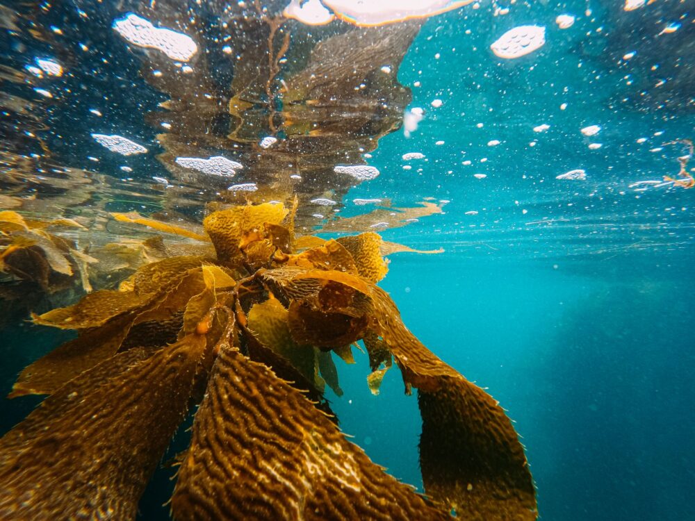 El susurro de las catedrales sumergidas: la batalla por salvar los bosques de kelp gigante en Tasmania