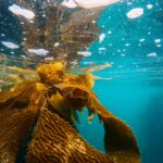 El susurro de las catedrales sumergidas: la batalla por salvar los bosques de kelp gigante en Tasmania