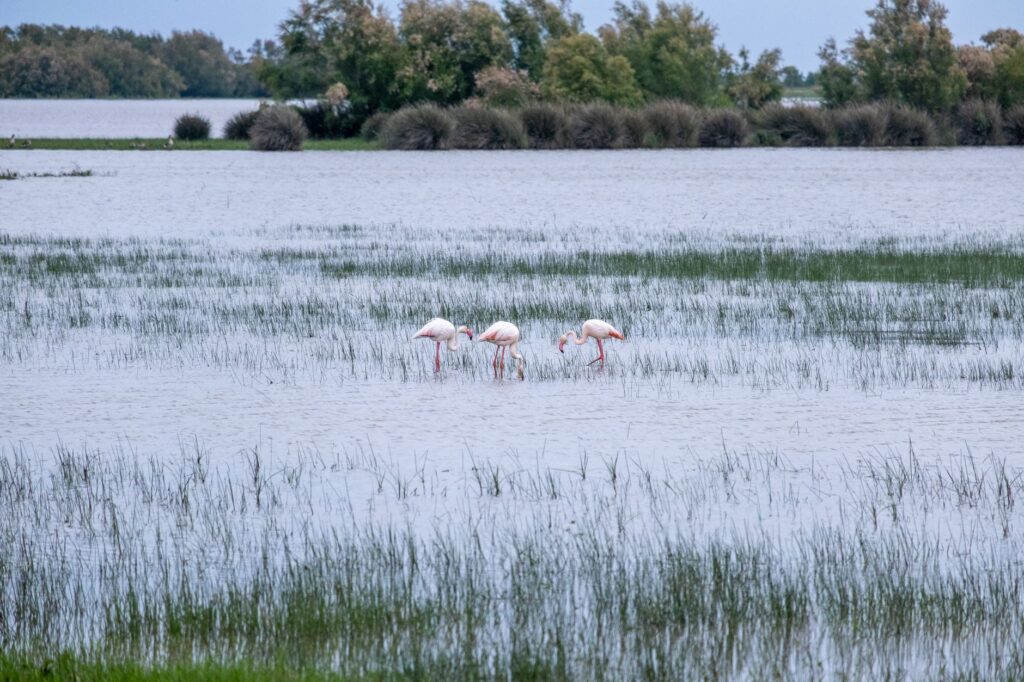 El laberinto de los humedales fósiles: cómo la restauración hidrológica y el transporte fluvial silencioso transforman la conservación en el parque natural de Doñana
