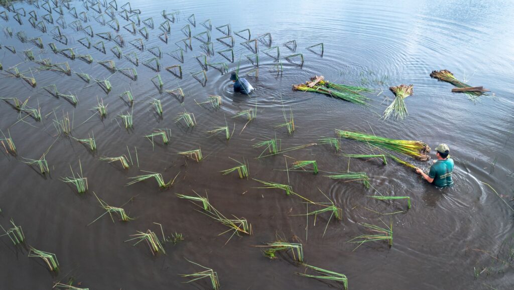 El latido de los humedales interiores: cómo la bioingeniería y los pastueños comunales transforman la conservación en la Albufera de Valencia