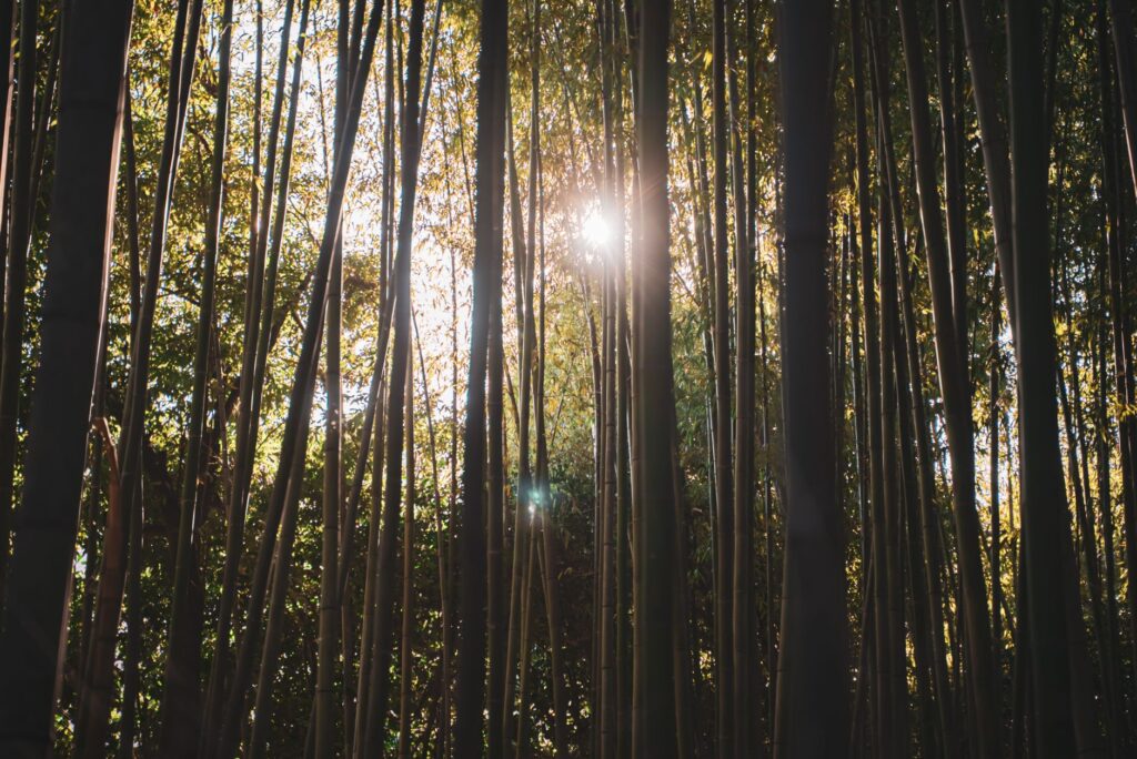 El silencio milenario de los bosques de bambú de Sagano: ingeniería acústica y bienestar zen en la periferia de Kioto