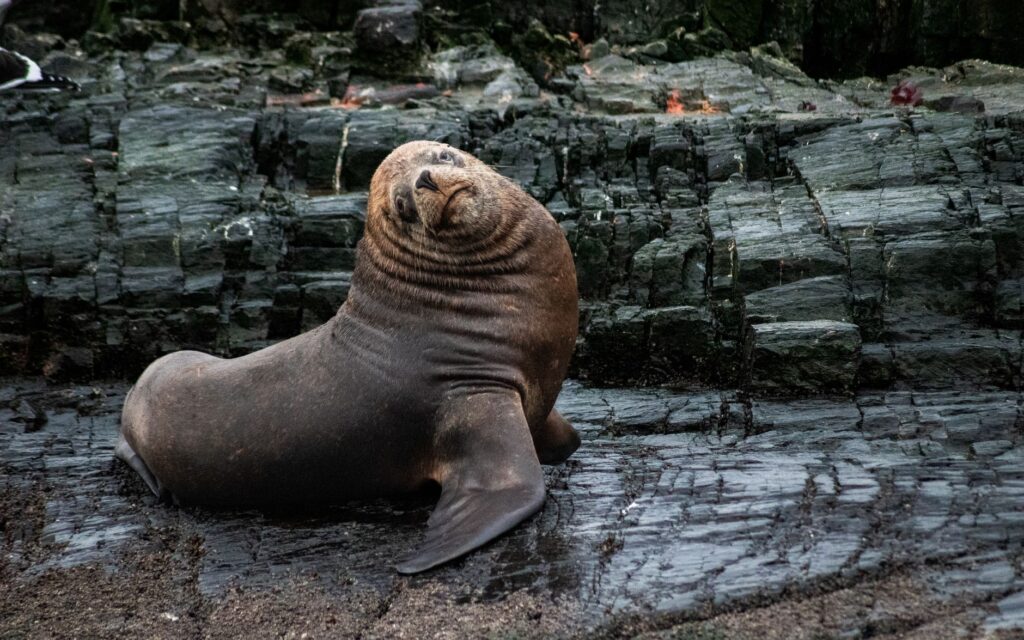Expedición patagónica: el secreto costero que une la estepa y el mar en Comodoro Rivadavia y Rada Tilly