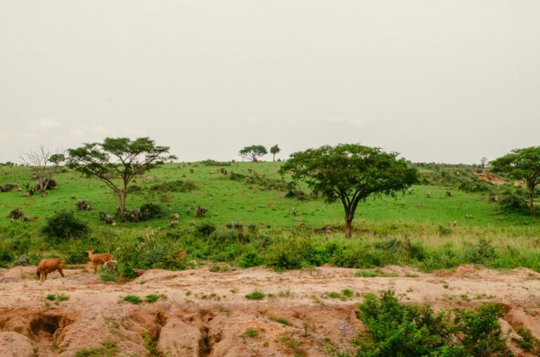 Uganda