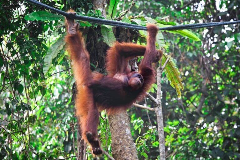 The Borneo Rainforest: A Deep Immersion into Southeast Asia’s Green Heart