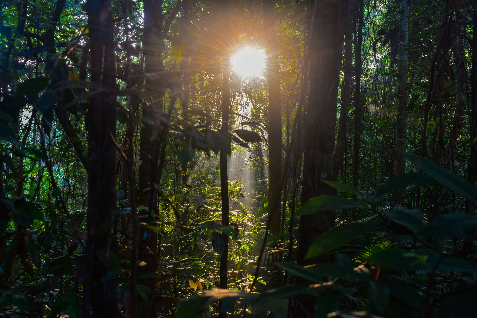 Bukit Timah, Singapur: la colina donde la ciudad aprendió a convivir con la selva