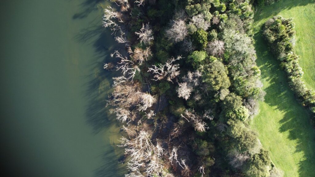 Whanganui, Nueva Zelanda: las huellas culturales talladas en la madera y el río