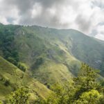 Oso pardo en la cordillera Cantábrica: senderos de convivencia en los bosques de Asturias