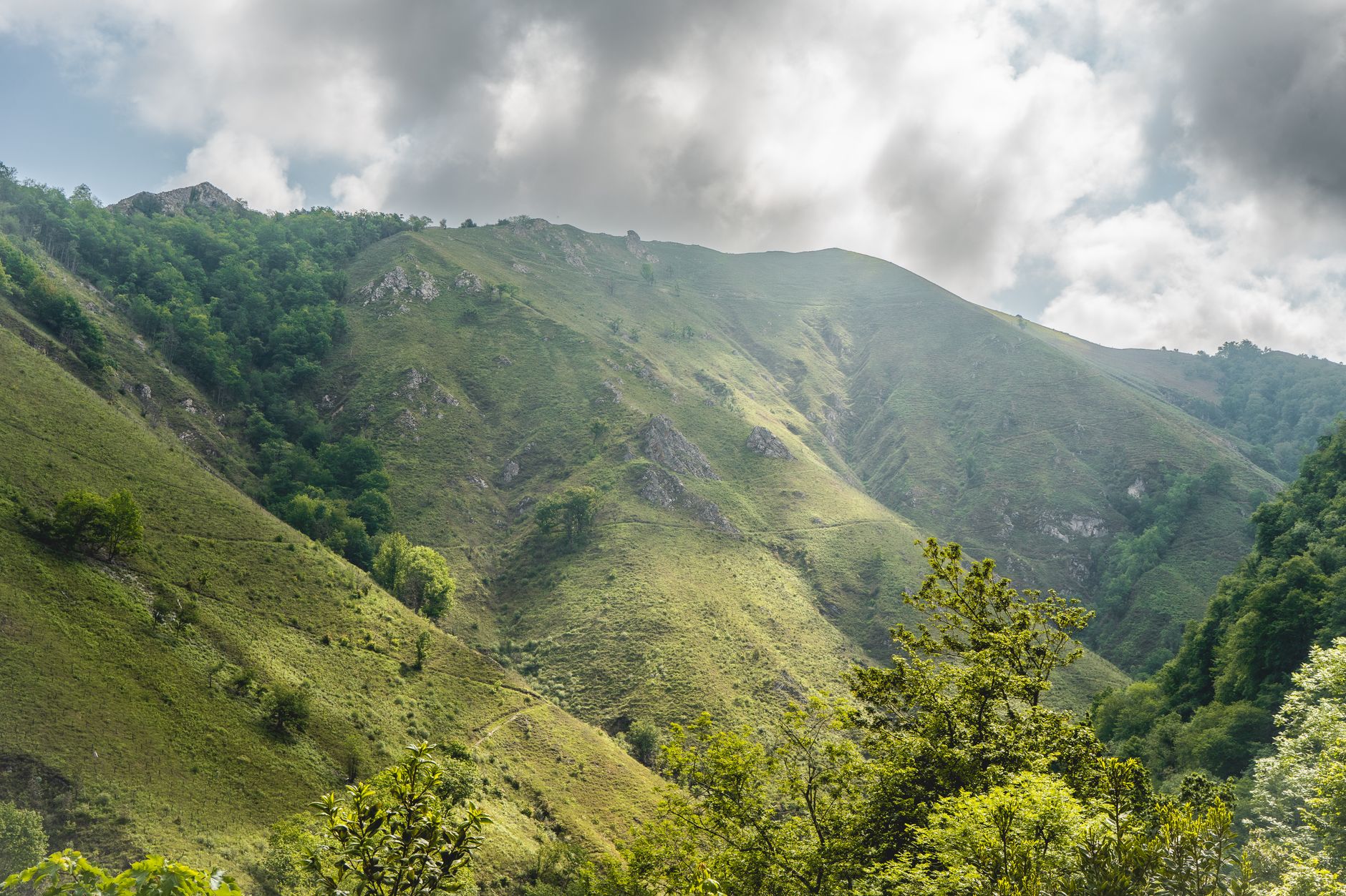 Oso pardo en la cordillera Cantábrica: senderos de convivencia en los bosques de Asturias