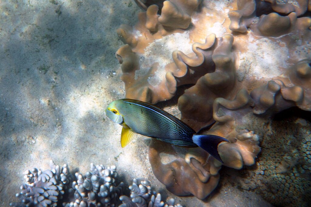 Gran Barrera de Coral: el arrecife australiano que sostiene un modo de vida