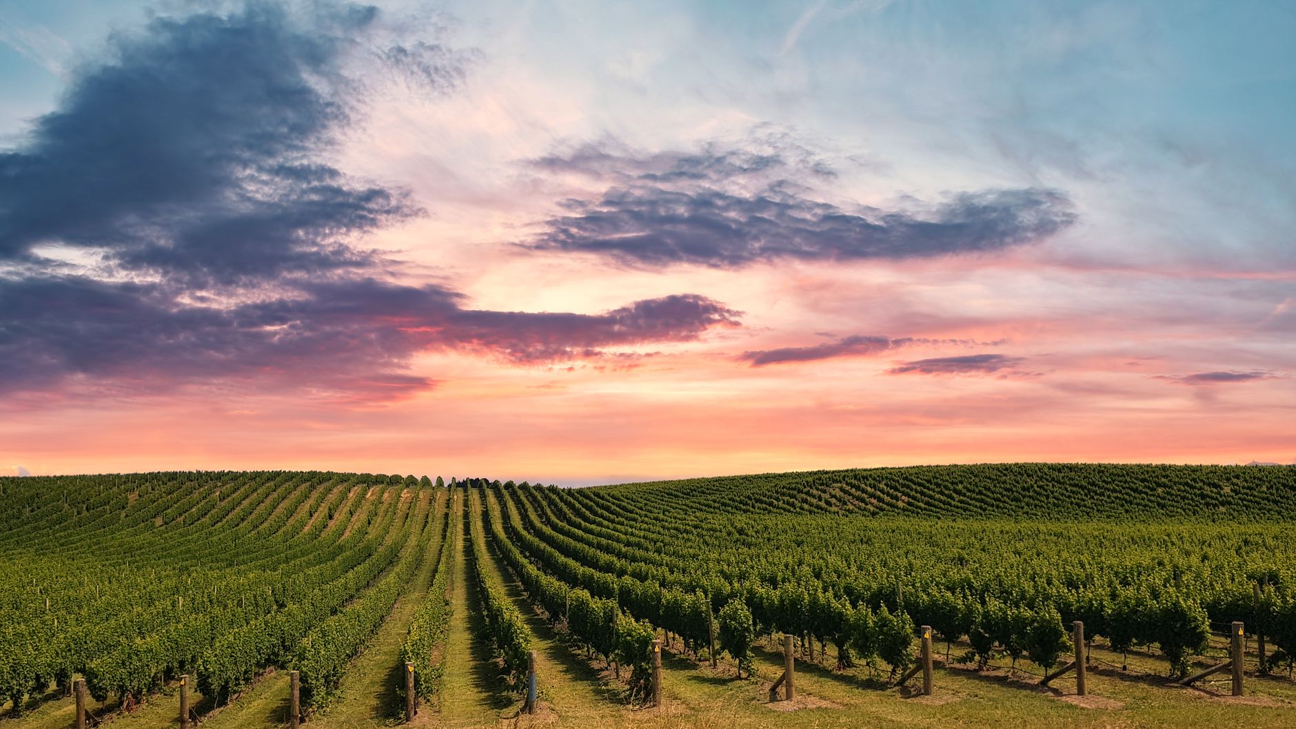 Blenheim, Nueva Zelanda: arte y memoria en la capital del vino