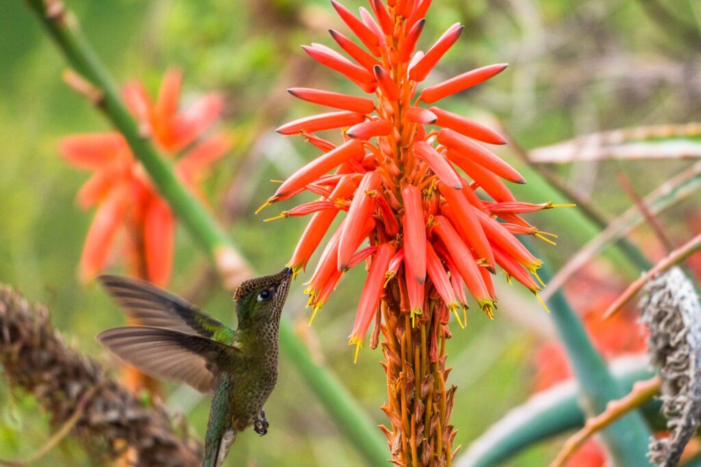 La Serena, Chile: la biodiversidad costera y el resguardo de los humedales urbanos
