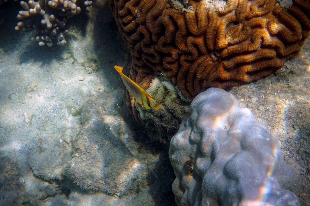 Dos mil kilómetros de arrecife: cómo visitar la Gran Barrera de Coral sin dañarla