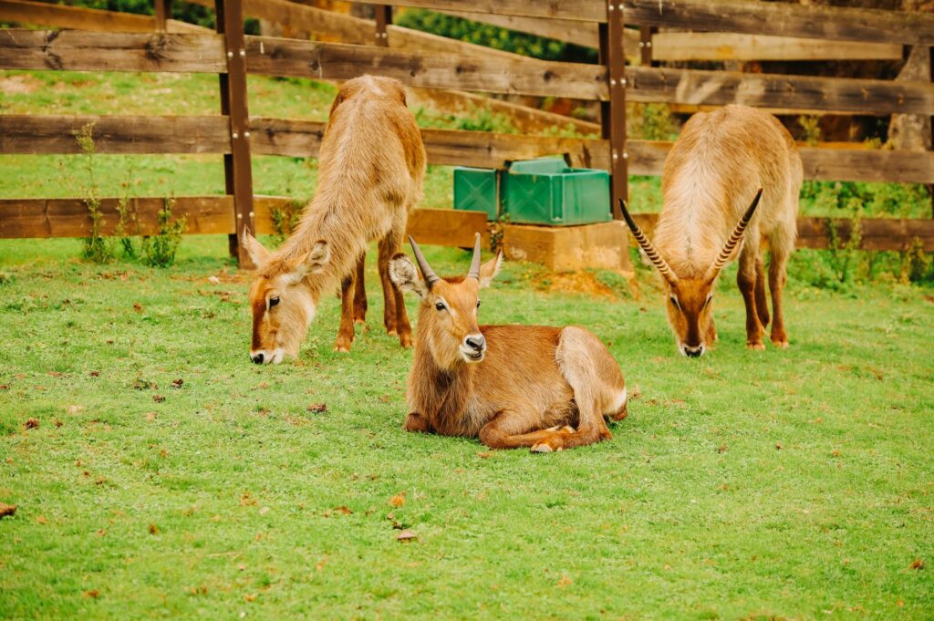 Osos en la cordillera Cantábrica: cómo observar la fauna salvaje sin alterar su hogar