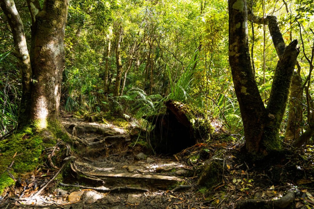 Te Wahipounamu, Nueva Zelanda: el santuario donde la selva templada conserva la memoria de Gondwana